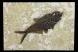 Fossil Fish (Diplomystus) - Wyoming #151600-1